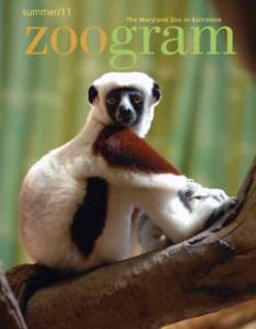 Zoo / Dama Gazelle / Zoology / Maryland / The Maryland Zoo / Biology / Sifaka