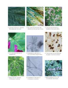 1. Leaf spot on Alocasia caused by Mycosphaerella alocasiae.