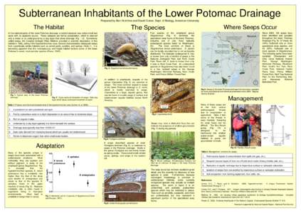 Subterranean Inhabitants of the Lower Potomac Drainage Prepared by Ben Hutchins and David Culver, Dept. of Biology, American University 1.0 cm  In addition to amphipods, isopods of the