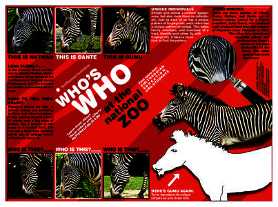 Stripes give zebras a uniform appearance, but also mark them as individuals. Just as each of us has a unique pattern of fingerprints, each zebra has a unique pattern of stripes. This helps family members, and members of 