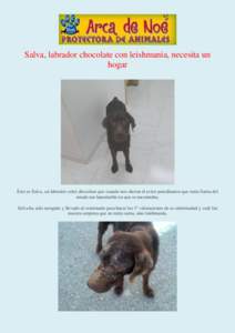 Salva, labrador chocolate con leishmania, necesita un hogar Este es Salva, un labrador color chocolate que cuando nos dieron el aviso pensábamos que tenía Sarna del estado tan lamentable en que se encontraba. Salva ha 