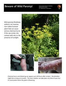 Beware of Wild Parsnip!  Pictured Rocks National Lakeshore National Park Service U.S. Department of the Interior