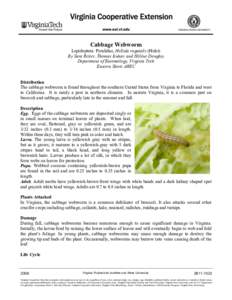 Hellula undalis / Cabbage / Fall webworm / Land management / Hellula rogatalis / Hellula / Insecticide / Biological pest control / Pyralidae / Agricultural pest insects / Agriculture / Cabbage worm