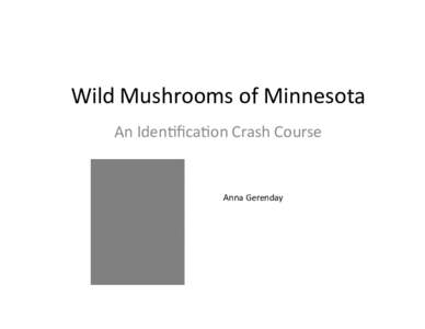Mushrooms in Minnesota:  An Identification Crash Course