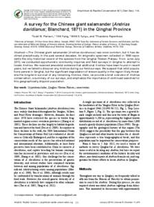 Herpetology / Giant salamander / Chinese giant salamander / Hellbender / Yushu County / Qinghai / Tongtian River / Amphibian / Yangtze River / Cryptobranchidae / Amdo / Andrias