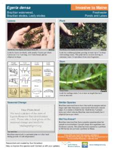 Egeria densa  Invasive to Maine Brazilian waterweed, Brazilian elodea, Leafy elodea
