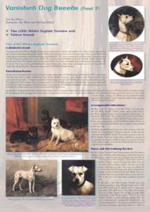 Vanished Dog Breeds (Part 3) Text Ria Hörter llustrations: Ria Hörter and Marinus Nijhoff The (Old) White English Terrier and Talbot Hound