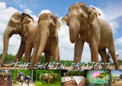 THE SURIN PROJECT  BACKGROUND OF THE ORGANIZATION The Elephant Nature Foundation (ENF) is a world famous conservation organization, established in 2006 by award winning conservationist, Sangduen Lek Chailert, Time Magaz