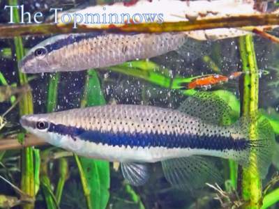 • Blackspotted (top) and blackstripe (right) topminnows look very similar and can be hard to distinguish as both species can have spots. • The spots are more numerous and darker on blackspotted topminnows. • When 