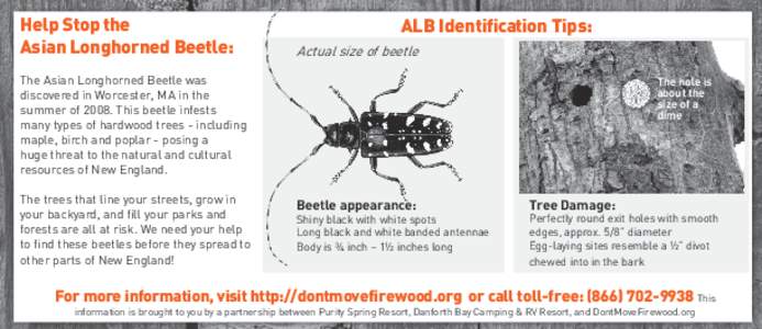 Help Stop the Asian Longhorned Beetle: ALB Identification Tips: Actual size of beetle