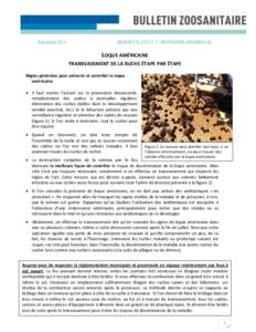 Bulletin zoosanitaire - Loque américaine : transvasement de la ruche étape par étape