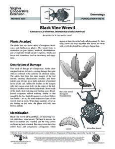 Entomology REVISED 2003 PUBLICATION[removed]Black Vine Weevil