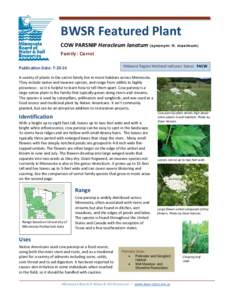 BWSR Featured Plant COW PARSNIP Heracleum lanatum (synonym: H. maximum) Family: Carrot Midwest Region Wetland Indicator Status: FACW  Publication Date: [removed]