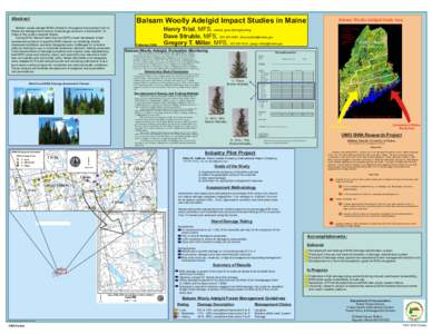 Balsam Woolly Adelgid Impact Studies in Maine