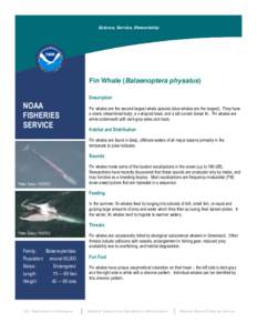 Science, Service, Stewardship  Fin Whale (Balaenoptera physalus) NOAA FISHERIES
