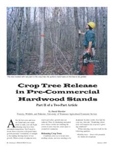 The tree marked with red paint is the crop tree; the author’s hand rests on the tree to be girdled.  Part II of a Two-Part Article By David Mercker Forestry, Wildlife, and Fisheries; University of Tennessee Agricultura