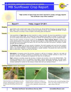NATIONAL SUNFLOWER ASSOCIATION OF CANADA  MB Sunflower Crop Report “High number of lygus bugs have been reported in canola, and may migrate into sunflower crops when swathed.”