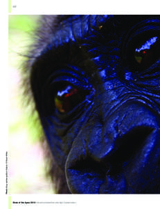 Ape / Bushmeat / Orangutan / Bonobo / Hominidae / Gorilla / Mining / Human ape / Panzee and Panbanisha / Apes / Zoology / Biology