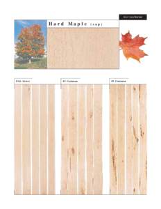 Acer saccharum  Hard Maple FAS - Select