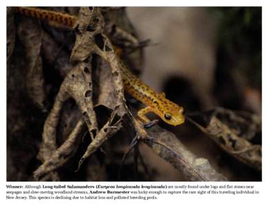 Lungless salamanders / Aneides / Cave salamanders / Eurycea / Arboreal salamander / Fauna of California / Climbing salamander / Prehensile tail / Eurycea longicauda / Salamander / Brook salamander / Ensatina