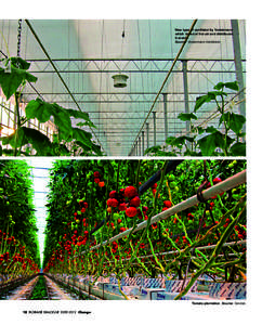 New type of ventilator by Vostermans which draws in hot air and distributes it evenly. Source: Vostermans Ventilation  Tomato plantation. Source: Grodan.