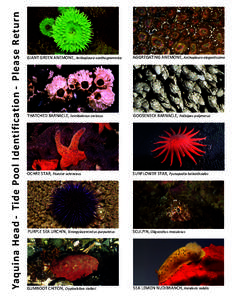 Barnacles / Protostome / Gumboot chiton / Anthopleura / Aggregating anemone / Pycnopodia / Pollicipes polymerus / Pisaster / Strongylocentrotus / Phyla / Asteroidea / Actiniidae