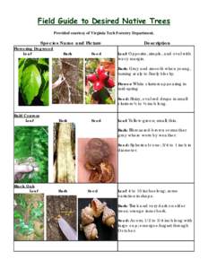 Desired Native Trees Field Guide