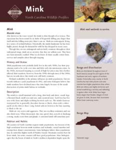 Mink North Carolina Wildlife Profiles Mink  Mink need wetlands to survive.