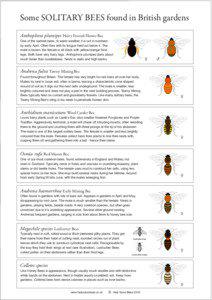 Some SOLITARY BEES found in British gardens Anthophora plumipes Hairy Footed Flower Bee One of the earliest bees. In warm weather it is out in numbers