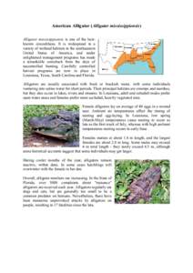 American alligator / Cuisine of the Southern United States / Mississippi culture / Alligator / Crocodilia / Wetland / Alligatoridae / Herpetology / Crocodilians