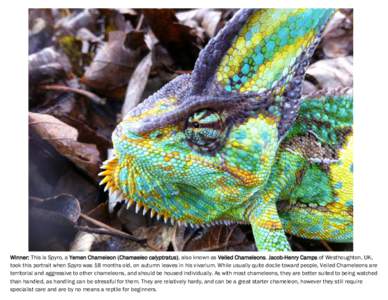 Chamaeleo / Veiled chameleon / Ctenosaura / Squamata / Chameleons / Herpetology