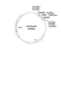EcoRI (396bp) SacI (406bp) KpnI (412bp) SloxM1 MluI (482bp) NotI (489bp)