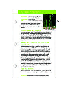 Lolium perenne PE R ENNIA L ENGLISH NAMES  Perennial ryegrass, English