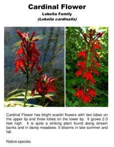 Cardinal Flower Lobelia Family (Lobelia cardinalis)  Cardinal Flower has bright scarlet flowers with two lobes on