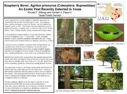 Soapberry Borer FHM Poster 2009.png