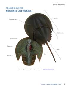 TEACHER MASTER  Horseshoe Crab features Prosoma  Compound eye