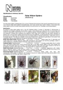 Identification & Advisory Service  False Widow Spiders Classification Class