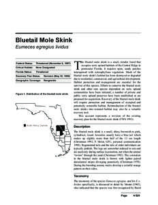 Bluetail Mole Skink Eumeces egregius lividus