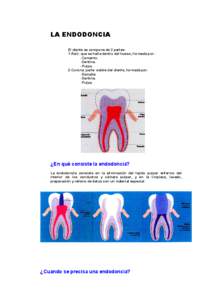 LA ENDODONCIA El diente se compone de 2 partes: 1-Raíz: que se halla dentro del hueso, formada por: -Cemento. -Dentina. -Pulpa.