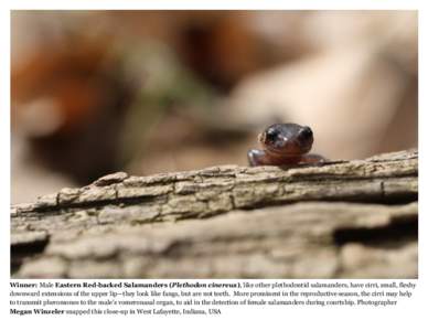 Winner: Male Eastern Red-backed Salamanders (Plethodon cinereus), like other plethodontid salamanders, have cirri, small, fleshy downward extensions of the upper lip—they look like fangs, but are not teeth. More promin