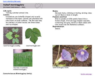 Back to identifying field weeds.  Ivyleaf morningglory Ipomoea hederacea L. Jacq. Life cycle