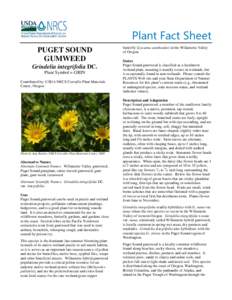 Puget Sound Gumweed (Grindelia integrifolia) Plant Fact Sheet
