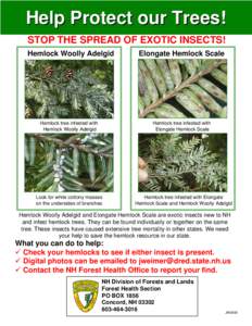 Help Protect our Trees! STOP THE SPREAD OF EXOTIC INSECTS! Hemlock Woolly Adelgid Hemlock tree infested with Hemlock Woolly Adelgid