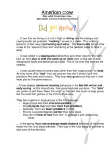 … Crows that are diving at a bird in flight or diving into the treetops and cawing loudly are probably “mobbing” an owl or a hawk. This mobbing behavior is their way of protecting each other. The alarm calls attrac