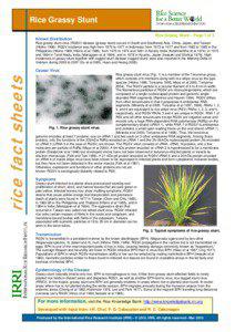 RNA viruses / Tree of life / Rice ragged stunt virus / Brown planthopper / Rice grassy stunt virus / Rice / Tenuivirus / Delphacidae / Viroid / Viruses / Biology / Auchenorrhyncha