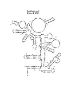 Bacillus brevis RNase P RNA G AA