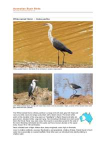 Fauna of Asia / Birds of North America / Wading birds / Birds of Western Australia / Birds of Australia / Great Blue Heron / Tricolored Heron / Ornithology / Ardea / Herons