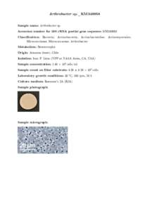 Arthrobacter sp._KM349958 Sample name: Arthrobacter sp. Accession number for 16S rRNA partial gene sequence: KM349958 Classification: Bacteria; Actinobacteria; Actinobacteridae; Actinomycetales; ! Micrococcineae; Microco