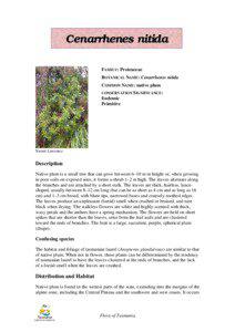 Cenarrhenes nitida FAMILY: Proteaceae BOTANICAL NAME: Cenarrhenes nitida
