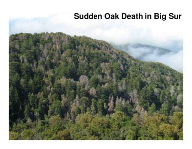 Impacts of Sudden Oak Death on Forests of the Big Sur Region of California